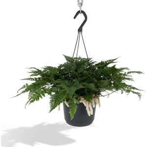 Humata Tyermannii Hang - Hazenpootvaren - 20cm - Ø17