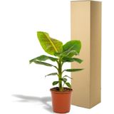Hello Plants Musa Dwarf Cavendish Bananenplant - Ø 21 cm - Hoogte: 90 cm - Kamerplant