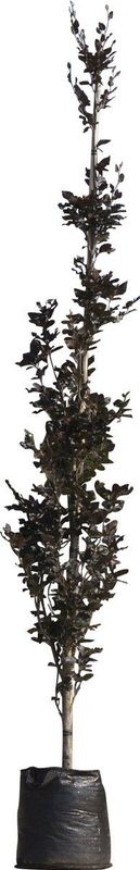 Rode zuilbeuk | Fagus sylvatica Dawyck Purple 20-40 cm| Bomenbezorgd.nl
