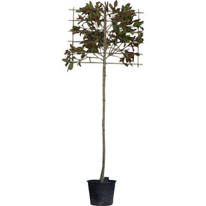 Leimagnolia 240 cm | Magnolia grandiflora ‘Galissonière’ 12-14 cm | Bomenbezorgd.nl