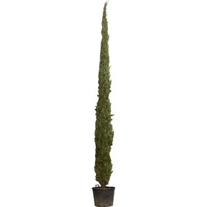 Italiaanse cipres  600 - 650 cm