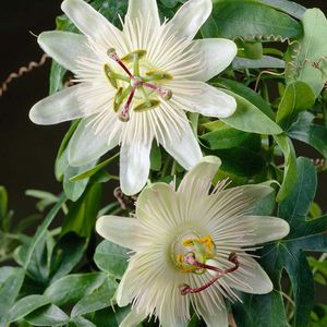 Passiflora Elliot – Passiebloem – Klimplant – Onderhoudsvriendelijk - ⌀15 cm - 60-70 cm