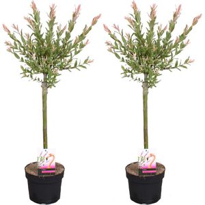2x Salix Flamingo – Bonte Wilg – Sierwilg – Winterhard - ⌀17 cm - 75-85 cm