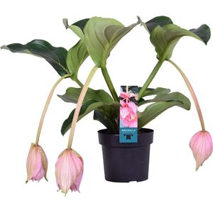 Medinilla magnefica - Trosbloem - Kamerplant - Onderhoudsvriendelijke plant voor binnen - ⌀17 cm - 50-60 cm