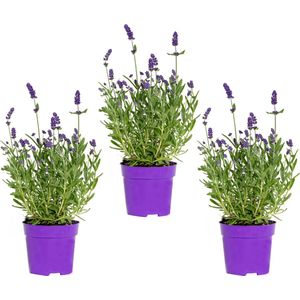 3x Lavandula angustifolia 'Ardèche Blue' – Lavendel – Heester – Winterhard – ⌀10,5 cm - 10-15 cm