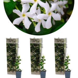3x Trachelospermum Jasminoides – Toscaanse Jasmijn – Klimplant – Winterhard - ⌀9 cm - 15-20 cm