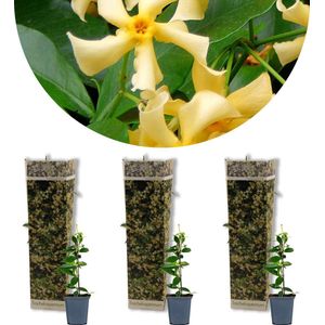 3x Trachelospermum Star of Toscany – Toscaanse Jasmijn – Klimplant – Winterhard - ⌀9 cm - 15-20 cm