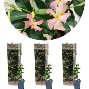 3x Trachelospermum 'Pink Showers' – Toscaanse Jasmijn – Klimplant – Winterhard - ⌀9 cm - 15-20 cm
