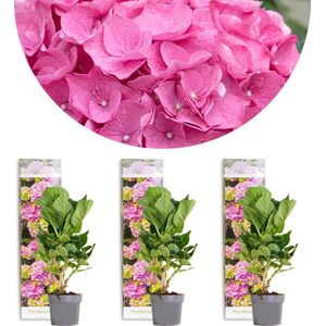 3x Hydrangea macrophylla 'Early Pink' – Hortensia – Heester - Winterhard - ⌀10,5 cm - 20-25 cm