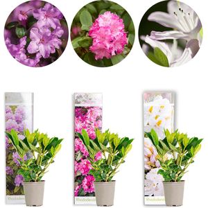 3x Rhododendron Mix – Rhododendron – Struik – Groenblijvend – ⌀09 cm - 15-20 cm