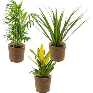 3x Tropische kamerplanten mix Incl. Zeegras Mand Lux – Luchtzuiverend – ⌀12 cm -  25-40 cm