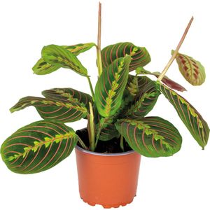 Maranta Tricolor – Gebedsplant – Kamerplant – Luchtzuiverend – ⌀12cm –10-15 cm