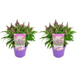 2x Vlinderstruik - Buddleja Butterfly Candy 'Little Purple' - Tuinplanten - Winterhard - ⌀19 cm - 30-40 cm