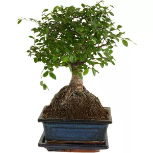 Bonsai boompje - online kopen? | Korting tot 20% | beslist.nl