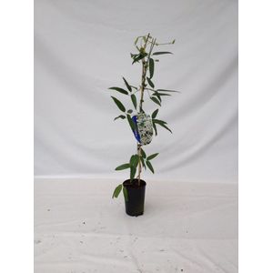 Clematis arm. 'Snowdrift' 70- 80cm - 2 stuks - rijke bloei - witte bloemen - klimplant  - in pot