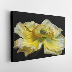 Floral fine art stilleven gedetailleerde heldere kleur macro bloem portret van een enkele geïsoleerde gele satijn/zijde poppy bloesem, zwarte achtergrond, gedetailleerde textuur, gezien vanaf de voorkant – Modern Art Canvas – Horizontaal – 1242788299