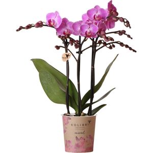 Kolibri - Phalaenopsis Orchidee - Paars/Roze - Potmaat Ø9cm