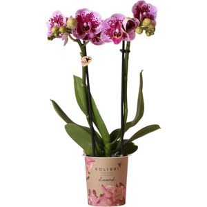 Kolibri orchids | roze paarse phalaenopsis orchidee - el salvador - potmaat ø9cm | bloeiende kamerplant - vers van de kweker kolibri orchids | roze paarse phalaenopsis orchidee - el salvador - potmaat ø9cm | bloeiende kamerplant - vers van de kweker