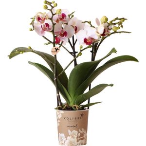 Kolibri Orchids | Witte Phalaenopsis orchidee - Mineral Gibraltar - potmaat Ø9cm | bloeiende kamerplant - vers van de kweker