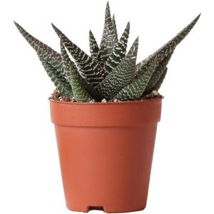 Kolibri Greens | Groene plant - Succulent Haworthia Royal Highnness - potmaat Ø9cm - groene kamerplant - vers van de kweker -