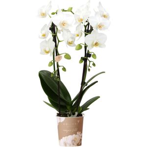 Witte phalaenopsis orchidee - niagara fall - potmaat ø9cm  witte phalaenopsis orchidee - niagara fall - potmaat ø9cm | bloeiende kamerplant - vers van de kweker