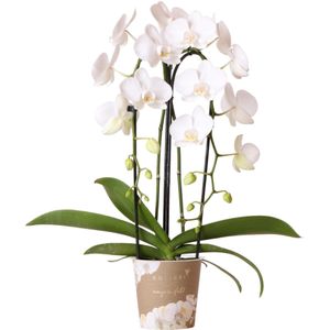 Witte phalaenopsis orchidee - niagara fall  - potmaat ø12cm