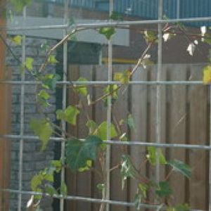 Mattenzaun Betonstahlmatten Baustahlmatten feuerverzinkt 2x3m 8/150mm - Intergard