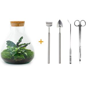 Terrarium - Sammie - ↑ 35 cm - Ecosysteem plant - Kamerplanten - DIY planten terrarium - Mini ecosysteem