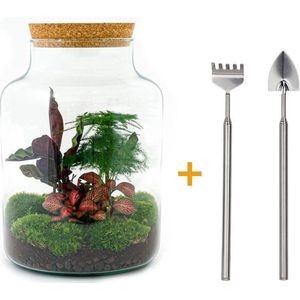 Terrarium - Milky - ↑ 31 cm - Ecosysteem plant - Kamerplanten - DIY planten terrarium - Mini ecosysteem