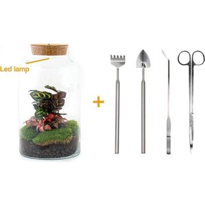 Terrarium - Milky LED calathea - ↑ 31 cm - Ecosysteem plant - Kamerplanten - DIY planten terrarium - Mini ecosysteem