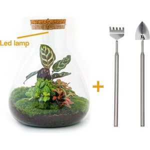 Terrarium - Sam LED Calathea - ↑ 30 cm - Ecosysteem plant - Kamerplanten - DIY planten terrarium - Inclusief Hark + Schep