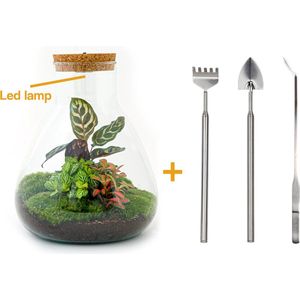 Terrarium - Sam LED Calathea - ↑ 30 cm - Ecosysteem plant - Kamerplanten - DIY planten terrarium - Inclusief Hark + Schep + Pincet