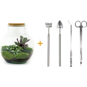 Terrarium - Teddy - ↑ 30 cm - Ecosysteem plant - Kamerplanten - DIY planten terrarium - Mini ecosysteem + Hark + Schep + Pincet + Schaar