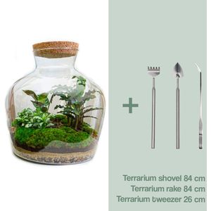 Terrarium - Fat Joe - ↑ 30 cm - Ecosysteem plant - Kamerplanten - DIY planten terrarium - Mini ecosysteem + Hark + Schep + Pincet