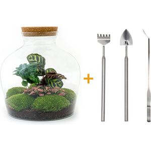 DIY Terrarium Calathea + tools | Met 3 tropische planten