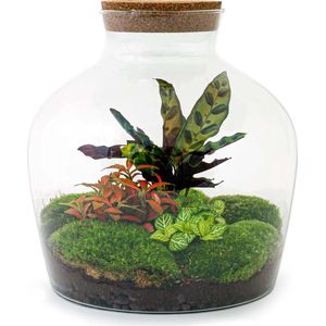 Terrarium - Fat Joe Red - ↑ 30 cm - Ecosysteem plant - Kamerplanten - DIY planten terrarium - Mini ecosysteem