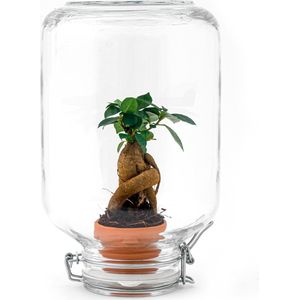 Planten terrarium - Easyplant - Ficus bonsai - ↑ 28 cm - Ecosysteem plant - Planten in fles - Mini ecosysteem