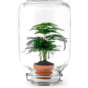 Planten terrarium - Easyplant - Asparagus - ↑ 28 cm - Ecosysteem plant - Plant in fles - Mini ecosysteem