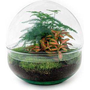 Diy terrarium - dome red - ↕ 20 cm