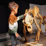 Koko Noko - Jongens Trui - Donkerbruin