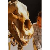 Koko Noko - Longsleeve - Ecru - Gebreid - Rib Structuur