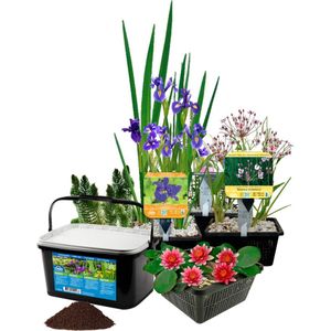 vdvelde.com - Waterplanten Vijver Winterhart - 19 Vijverplanten - Voor 500 - 1000 liter water - Rode Waterlelie, Blauwe Lis en Zwanenbloem inclusief Vijvermanden, Klei en Voeding - Van der Velde Waterplanten