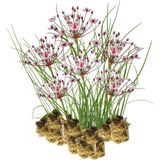 vdvelde.com - Zwanenbloem - 30 stuks - Butomus Umbellatus - Vijverplant - vdvelde.com - Oeverplant, Moerasplant, Vijverplant, Waterplant  - Waterplant
 - Volgroeide hoogte: 80 cm
 - Plaatsing: -1 tot -20 cm