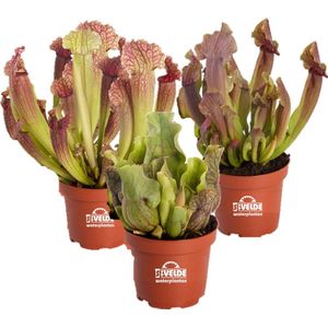 vdvelde.com - Vleesetende planten Sarracenia - 3 stuks - Winterharde Vleesetende moerasplanten - Van der Velde Waterplanten