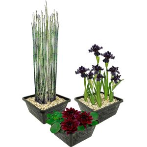 vdvelde.com - Vijverplanten Set - Zwarte Waterplanten - Vijverplant - vdvelde.com -  - Combi set
- 9 planten
- Plaatsing:  -1 tot -100 cm
