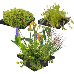 vdvelde.com - Drijvend planteneiland set - DIY - 12 Bloeiende en zuurstof afgevende Waterplanten - Inclusief 3x Drijfring, 3 Vijvermanden, Klei, Afdekgrind en Vijverplanten voeding - Van der Velde Waterplanten