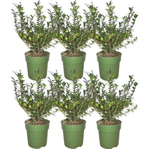 Plants by Frank | 1 strekkende meter hulsthaag | 6x Ilex crenata 'Jenny'® Ø12 cm - 20 cm | winterharde haagplanten | Groenblijvende haag | Tuinplanten | Planten