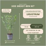 Plants by Frank | Liguster 'Atrovirens' haag | Plantenset met 6 winterharde haagplanten