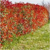 Plants by Frank | Glansmispel 'Red Robin' | Plantenset met 6 winterharde haagplanten