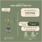 Plants by Frank | Glansmispel 'Red Robin' | Plantenset met 6 winterharde haagplanten